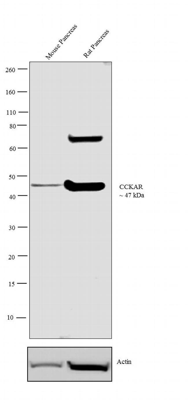 CCKAR Antibody in Western Blot (WB)