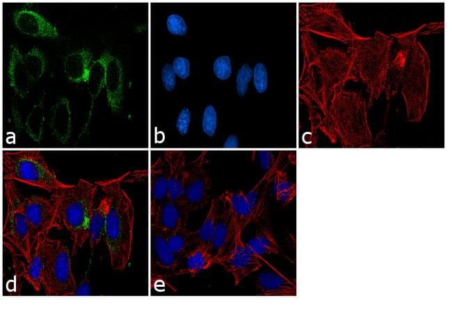 PRDX4 Antibody in Immunocytochemistry (ICC/IF)