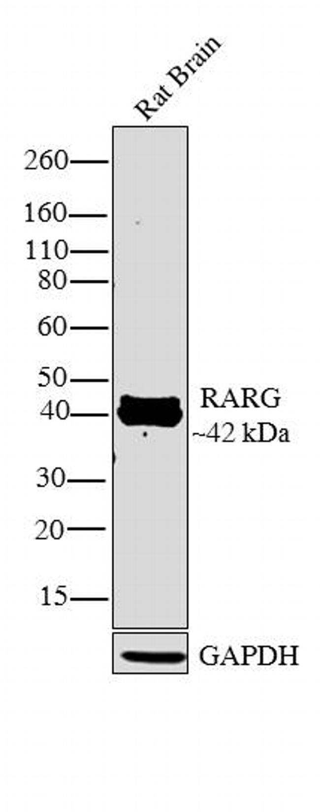 RAR gamma-1 Antibody in Western Blot (WB)