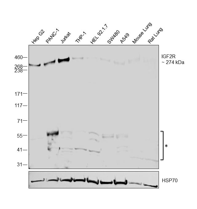 IGF2R Antibody in Western Blot (WB)