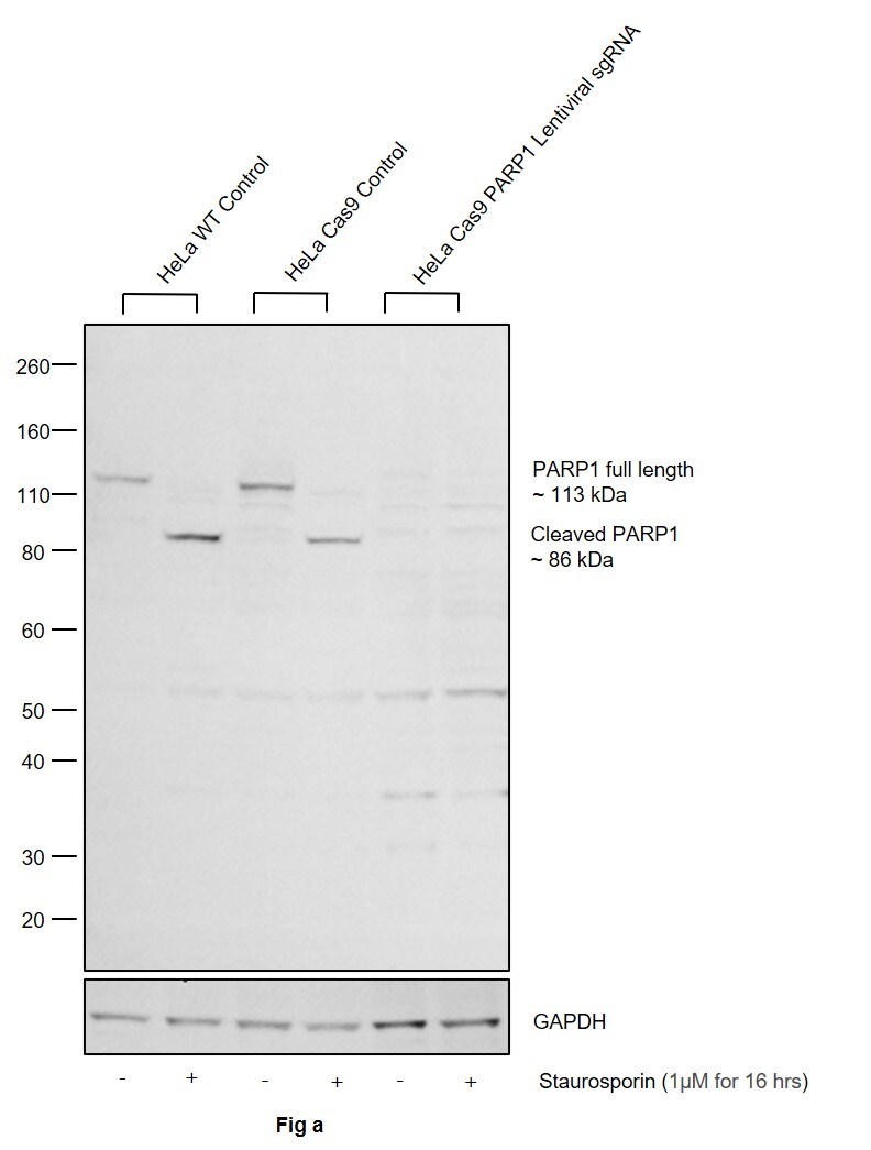 PARP1 Antibody in Western Blot (WB)