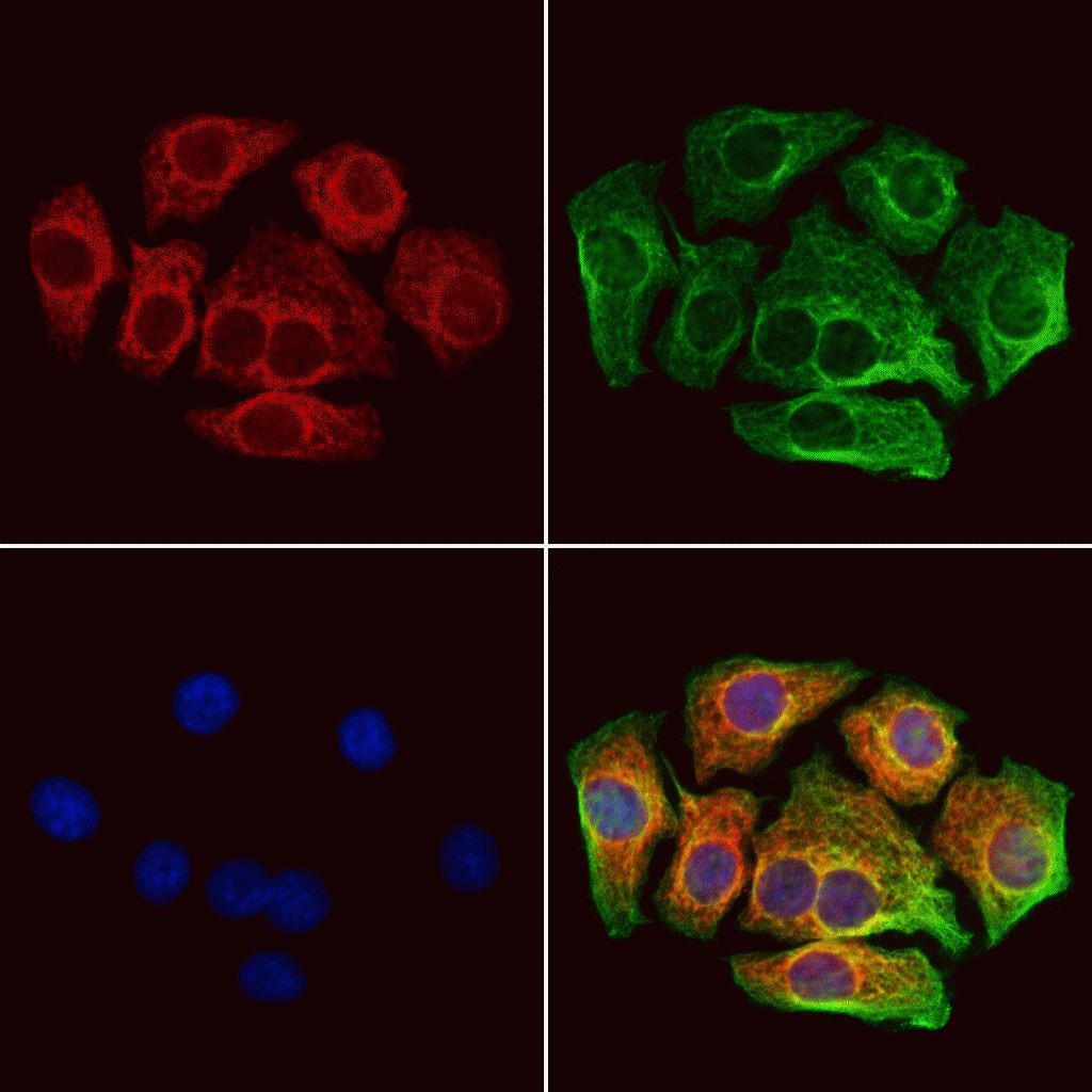 CAT1 Antibody (PA5-100136)