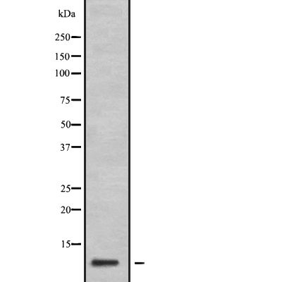 GNG11 Antibody in Western Blot (WB)