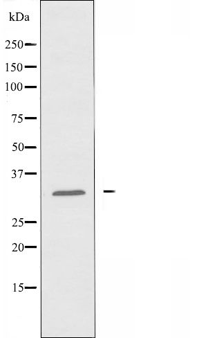 RASL10A Antibody in Western Blot (WB)