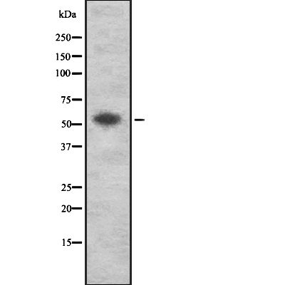 HSPA14 Antibody in Western Blot (WB)
