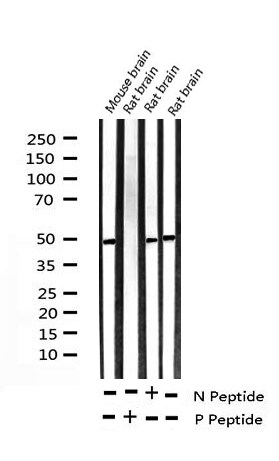 Phospho-c-Myc (Ser62) Antibody in Western Blot (WB)