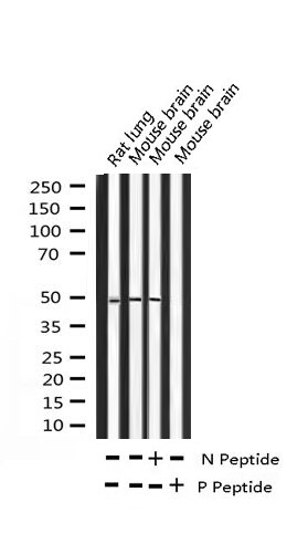 Phospho-c-Jun (Thr239) Antibody in Western Blot (WB)