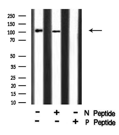 Phospho-MAP4 (Ser696) Antibody (PA5-105813)