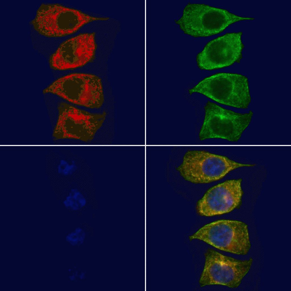 CD205 Antibody (PA5-106822)