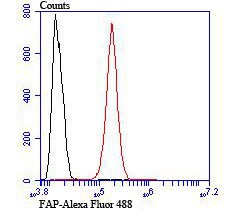 FAP Antibody (PA5-109215)