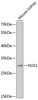 HUS1 Antibody in Western Blot (WB)