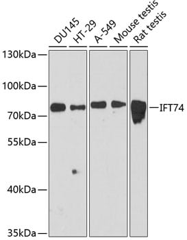 CMG1 Antibody in Western Blot (WB)