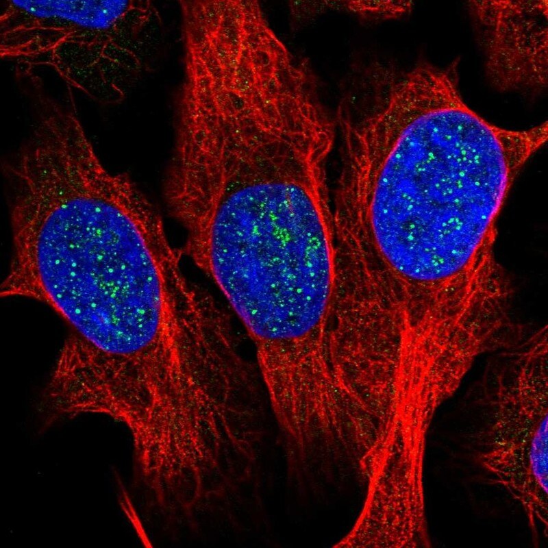 TRF1 Antibody (PA5-111273)