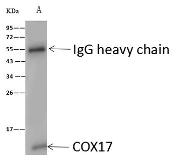 COX17 Antibody in Immunoprecipitation (IP)