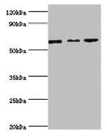 MAPK4 Antibody in Western Blot (WB)