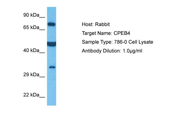 CPEB4 Antibody in Western Blot (WB)