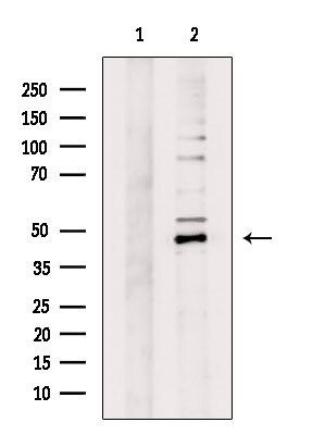 GPR83 Antibody in Western Blot (WB)