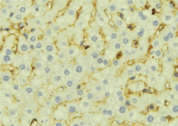 Ccl21 Antibody Pa5 114959