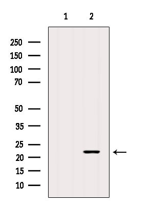 CD69 Antibody in Western Blot (WB)