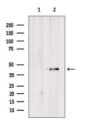 PrP Antibody in Western Blot (WB)