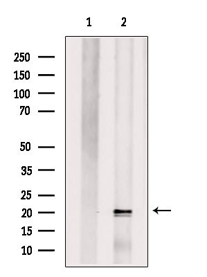 OX40L Antibody in Western Blot (WB)