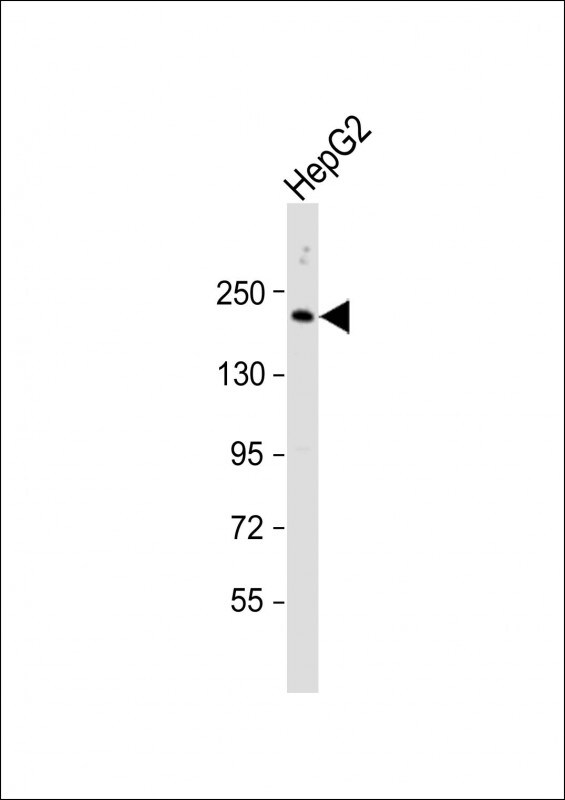 Complement C4 Antibody (PA5-116211)