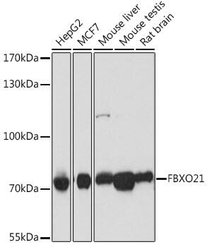 FBXO21 Antibody in Western Blot (WB)