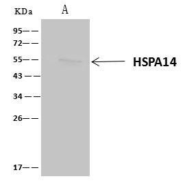 HSPA14 Antibody in Immunoprecipitation (IP)
