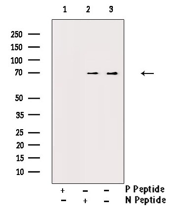 Phospho-TAK1 (Thr187) Antibody in Western Blot (WB)