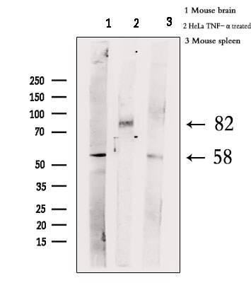 Phospho-HSF1 (Ser303) Antibody in Western Blot (WB)