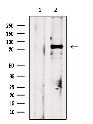 Phospho-HSF1 (Ser303) Antibody in Western Blot (WB)