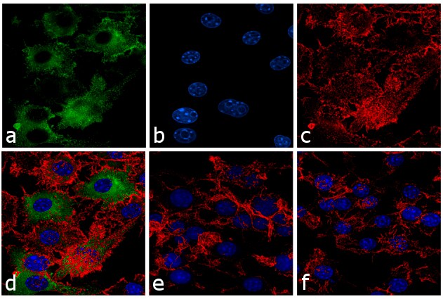 iNOS Antibody