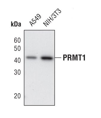 PRMT1 Antibody in Western Blot (WB)