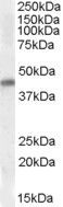 Nkx2.5 Antibody in Western Blot (WB)