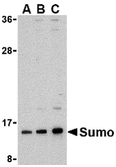 SUMO1 Antibody in Western Blot (WB)