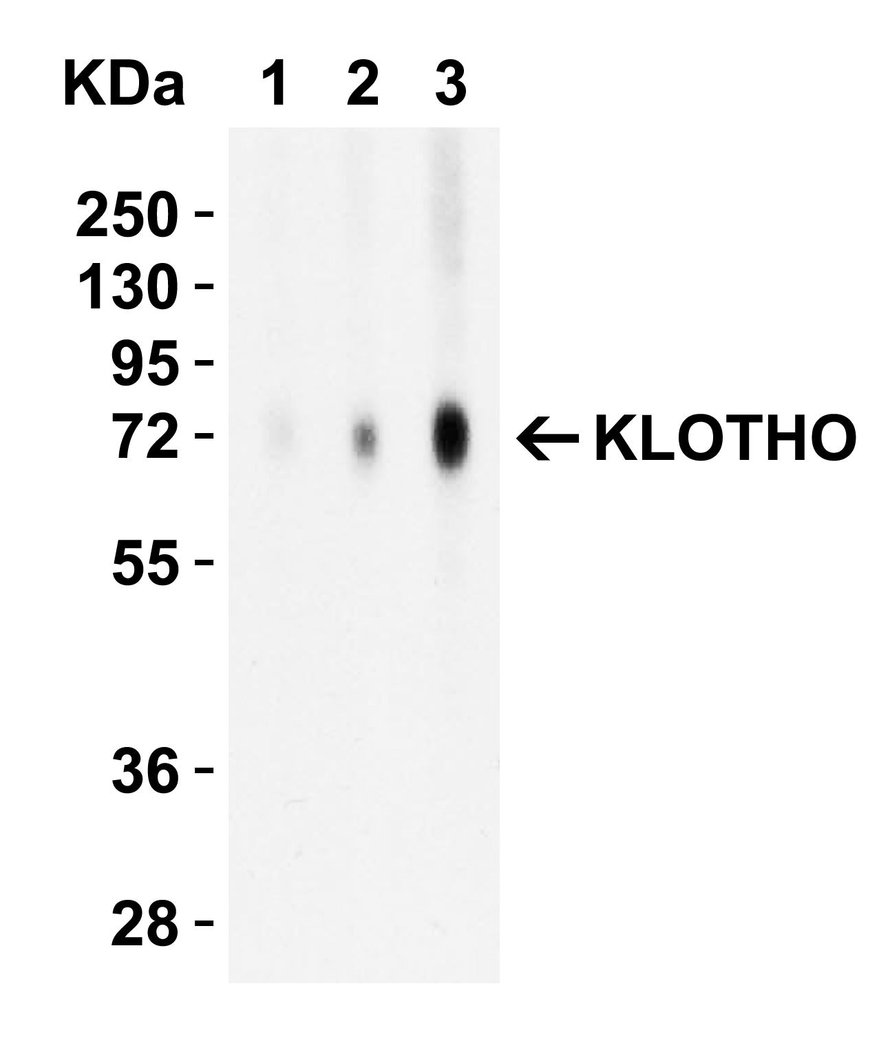 Klotho Antibody in Western Blot (WB)