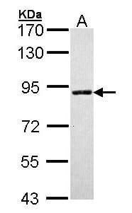 SLC26A8 Antibody in Western Blot (WB)