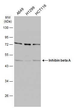 Activin A Antibody (PA5-21939)