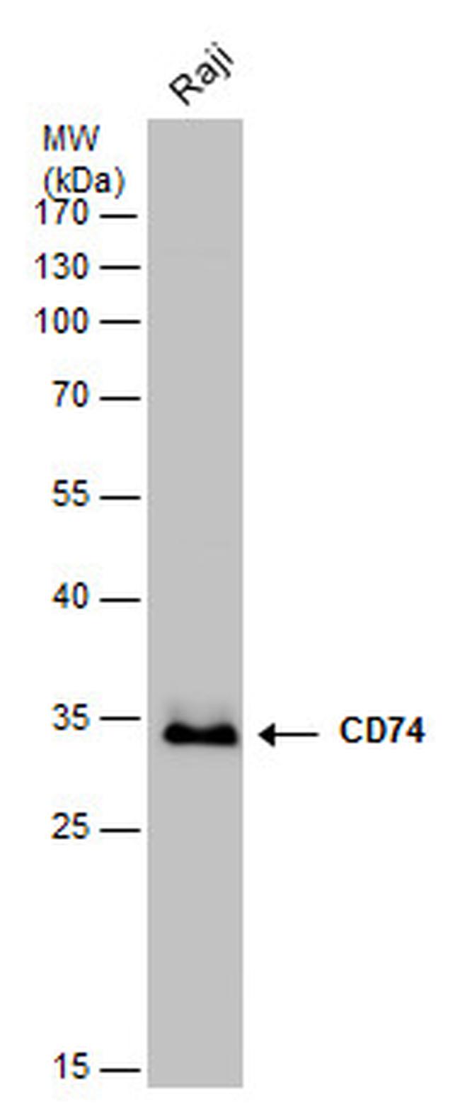 CD74 Antibody (PA5-22113)