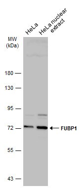 FUBP1 Antibody in Western Blot (WB)