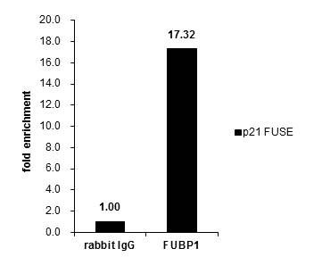 FUBP1 Antibody in ChIP assay (ChIP)
