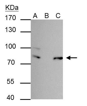 FUBP1 Antibody in Immunoprecipitation (IP)