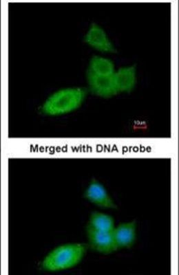 PGP9.5 Antibody (PA5-29012)