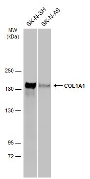 COL1A1 Antibody (PA5-29569)