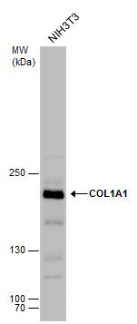 COL1A1 Antibody (PA5-29569)