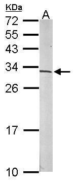 S6 Antibody in Western Blot (WB)