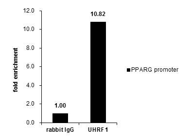 UHRF1 Antibody in ChIP assay (ChIP)