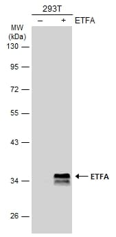 ETFA Antibody in Western Blot (WB)