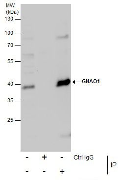 GNAO1 Antibody in Immunoprecipitation (IP)