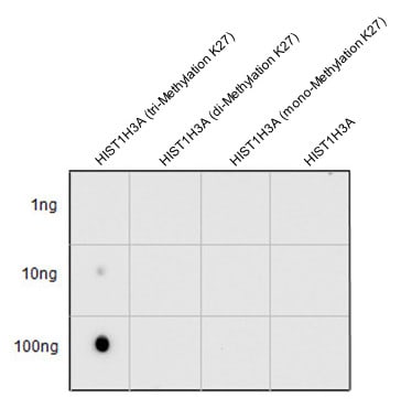 H3K27me3 Antibody in Dot blot (DB)